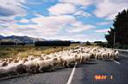 Sheep crossing a country road near Queenstown, New Zealand